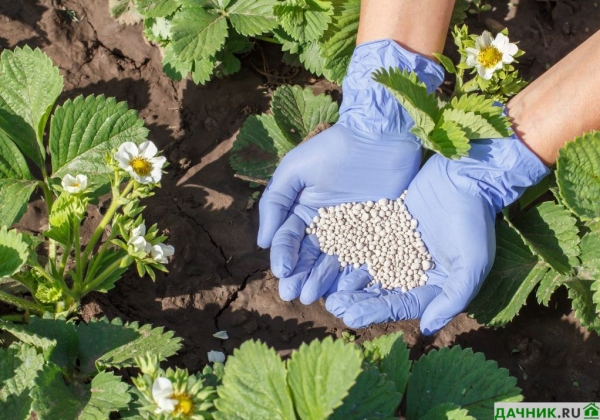 Характеристики, описание и выращивание клубники Мармелада