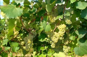 Сорт винограда Алиготе: описание, фото, характеристики и вина Aligote