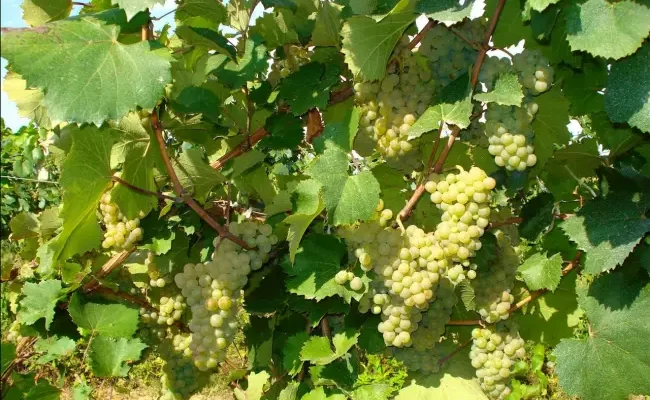 Сорт винограда Алиготе: описание, фото, характеристики и вина Aligote