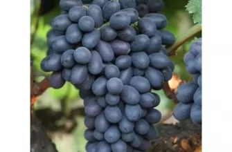 Виноград бархатный описание сорта