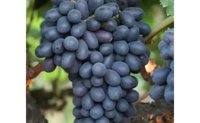 Виноград бархатный описание сорта