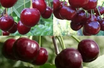 Описание сорта вишни Тургеневка