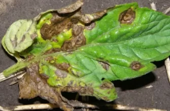 Паутинный клещ: как распознать и как спасти растения от вредителя