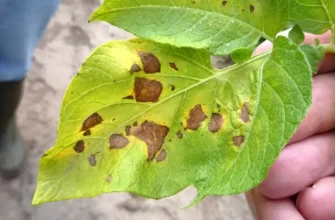 О болезнях и вредителях георгин (почему листья желтеют, что делать с тлей)