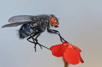 Цветочная муха на гиацинте