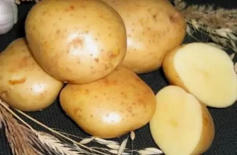 Стоит ли сажать картофель «Василёк»: плюсы и минусы сорта