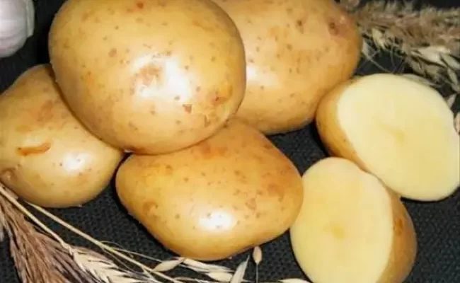 Стоит ли сажать картофель «Василёк»: плюсы и минусы сорта