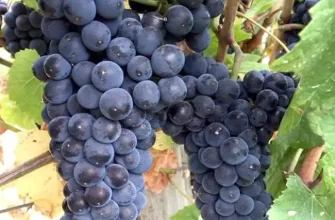 Описание и характеристики винограда сорта Траминер, выращивание и уход