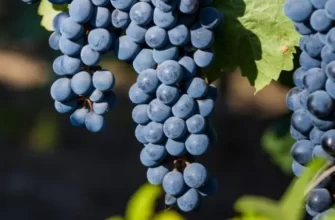 Виноград каберне совиньон описание сорта