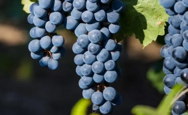 Виноград каберне совиньон описание сорта