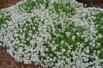 Снежный Ковер - сорт растения Иберис