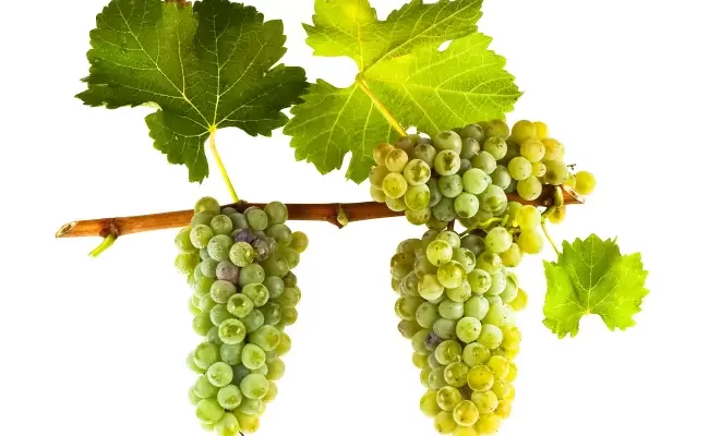 Совиньон Блан: виноград, вино, регион, вкус и сочетания