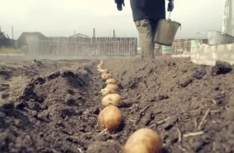 Сорт картофеля «Коломбо»: особенности выращивания и ухода