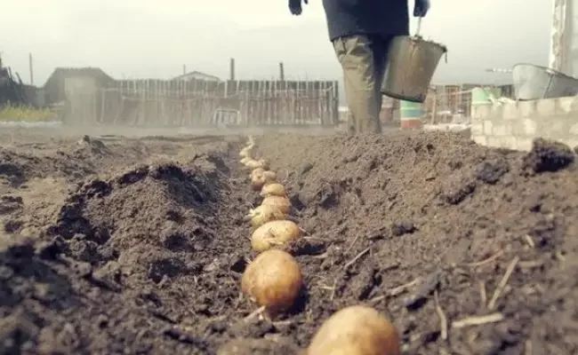 Сорт картофеля «Коломбо»: особенности выращивания и ухода