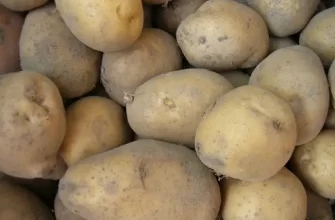 Сорт картофеля "Люсинда"