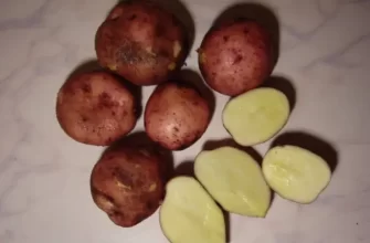 Картофель Полет
