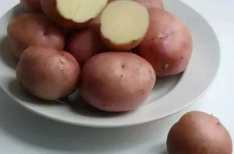 Холмогорский - сорт растения Картофель