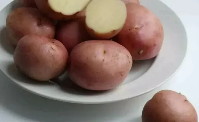 Холмогорский - сорт растения Картофель