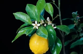 Лимон "Урман" (ремонтантный, устойчивый к заболеваниям сорт)