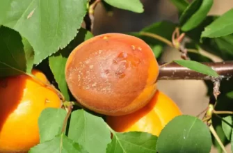Чем обработать абрикос от монилиоза
