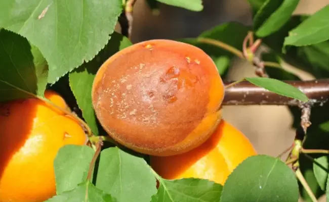 Чем обработать абрикос от монилиоза