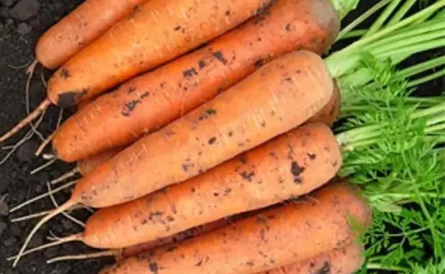 Балтимор F1 семена моркови берликум (Bejo / Бейо)