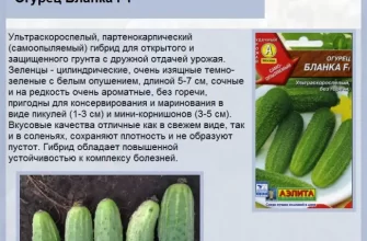 Семена Огурец "Маринадик" F1, среднеранний, партенокарпический, 0,3 г