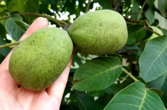 Выращивание и уход за грецким орехом, описание дерева, особенности