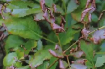 У астильбы сохнут листья. Как определить причину и спасти растение