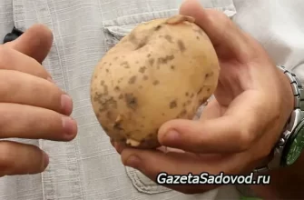 Ризоктониоз картофеля