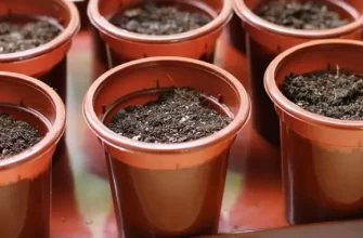 Как правильно проращивать базилик на рассаду в улитке