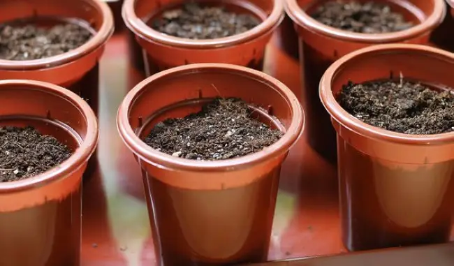 Как правильно проращивать базилик на рассаду в улитке
