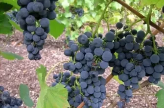 Борьба с хрущем на винограднике