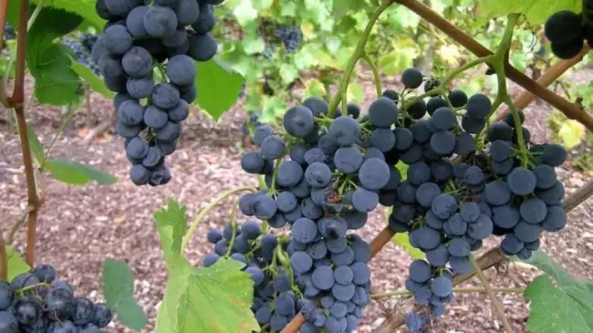 Борьба с хрущем на винограднике