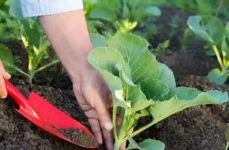Чем подкармливать капусту, чтобы выросли тугие и вкусные кочаны