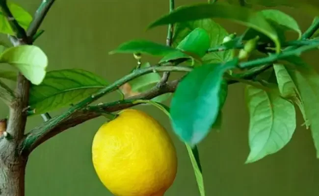Чем подкормить лимон