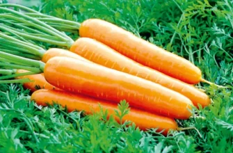 Популярные болезни и вредители моркови