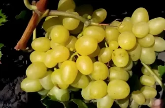 Садовый красавец с отличным вкусом — сорт винограда «Низина»