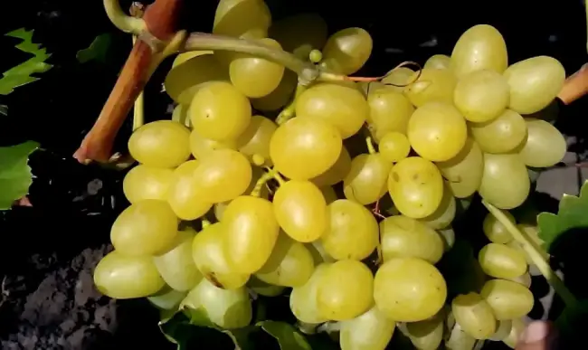 Садовый красавец с отличным вкусом — сорт винограда «Низина»