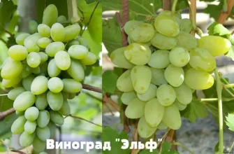 Отличительные характеристики винограда сорта Эльф
