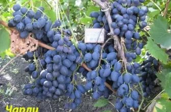 Особенности выращивания гибридного винограда Чарли