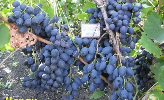 Особенности выращивания гибридного винограда Чарли
