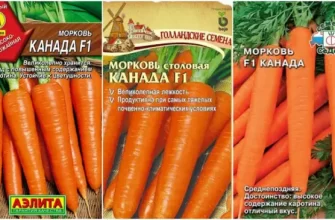 Морковь Канада f1: описание и отзывы о популярном сорте
