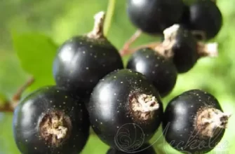 Зуша - сорт растения Смородина черная