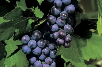 Сорт винограда Мускат Гамбургский и вино – описание