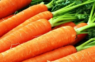 Морковь сорта "услада"
