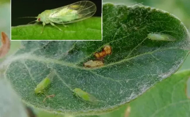 Облепиховая муха – новый враг уральских садоводов