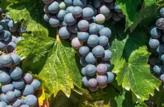 Туз Бордо – новейший гибридный сорт винограда