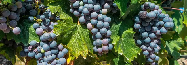 Туз Бордо – новейший гибридный сорт винограда