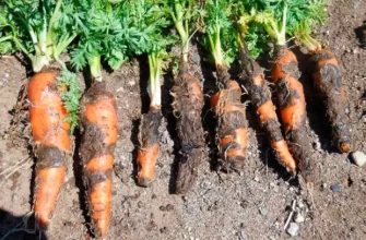 Проблема 1 морковь поражена гнилью